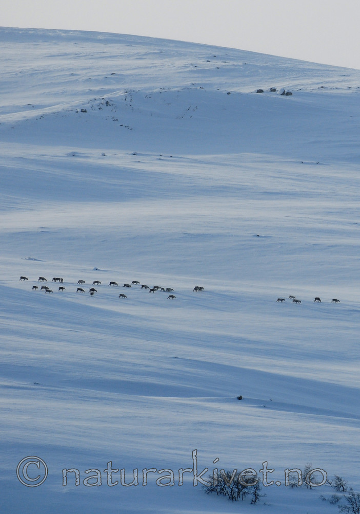 SIR_4463 / Rangifer tarandus / Rein