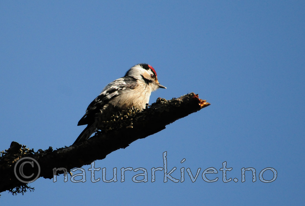 SIR_4895 / Dendrocopos minor / Dvergspett