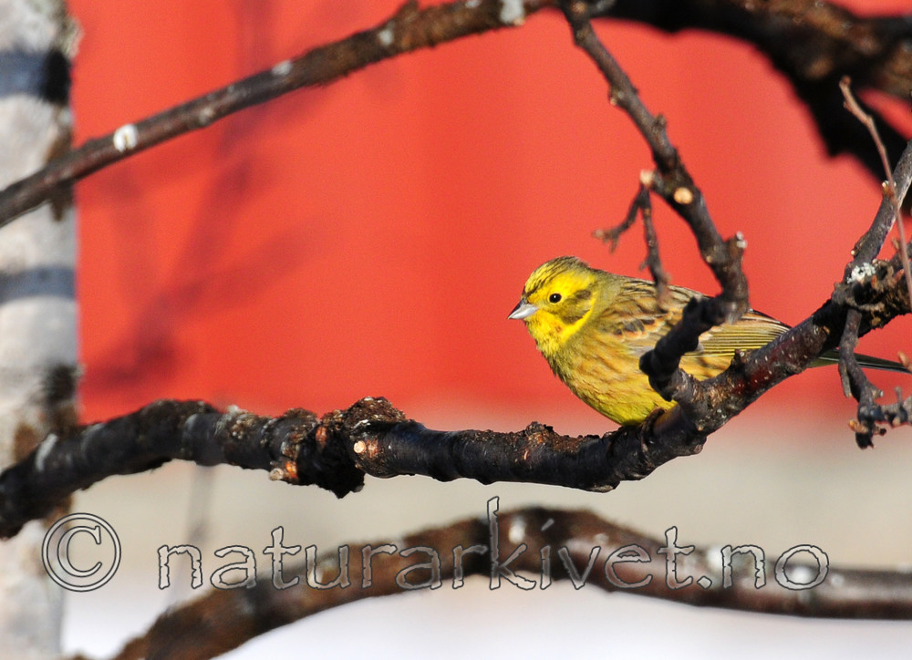 SIR_5007 / Emberiza citrinella / Gulspurv