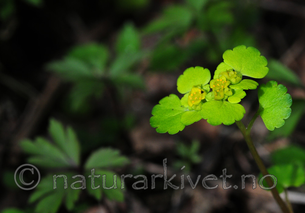 SIR_5072 / Chrysosplenium alternifolium / Maigull
