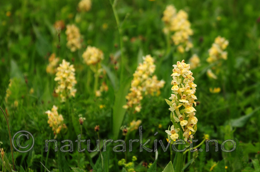 SIR_5403 / Dactylorhiza sambucina / Søstermarihand
