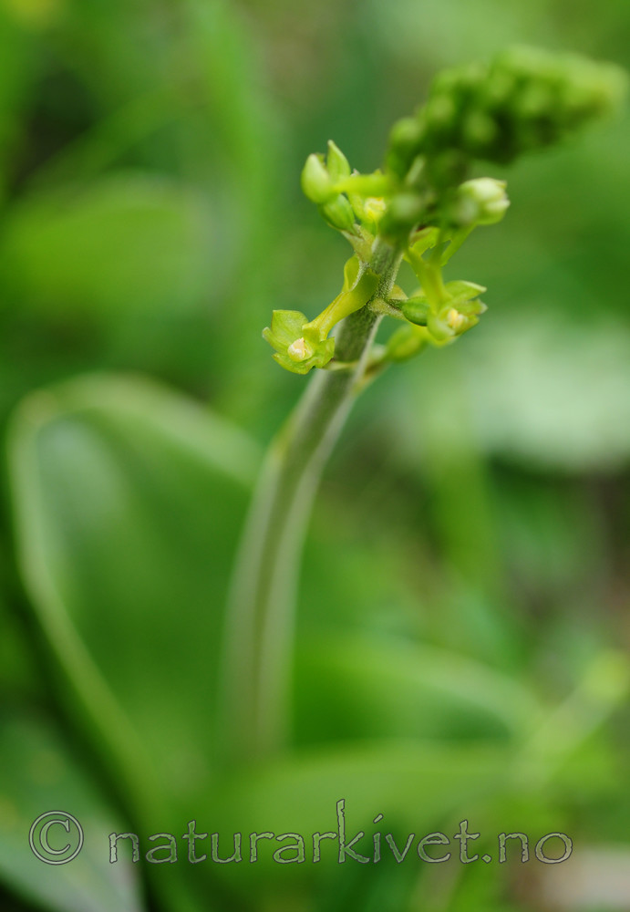 SIR_5418 / Listera ovata / Stortveblad