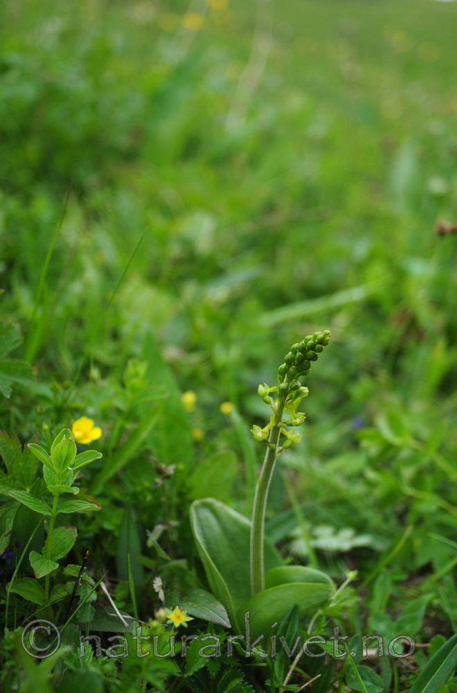 SIR_5436 / Listera ovata / Stortveblad