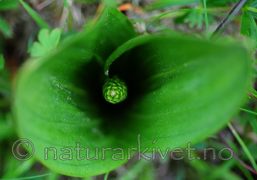 SIR_5442 / Listera ovata / Stortveblad