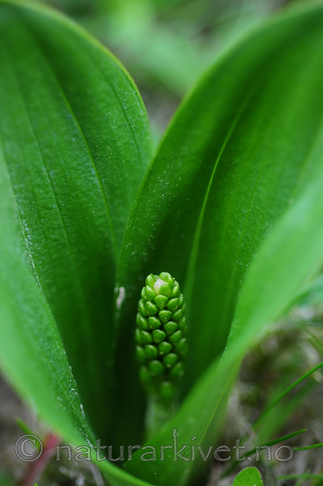 SIR_5451 / Listera ovata / Stortveblad
