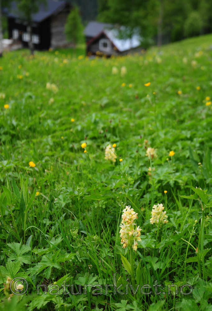 SIR_5477 / Dactylorhiza sambucina / Søstermarihand