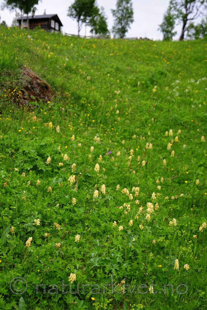 SIR_5511 / Dactylorhiza sambucina / Søstermarihand