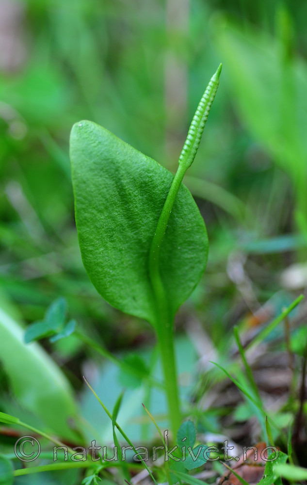 SIR_5534 / Ophioglossum vulgatum / Ormetunge