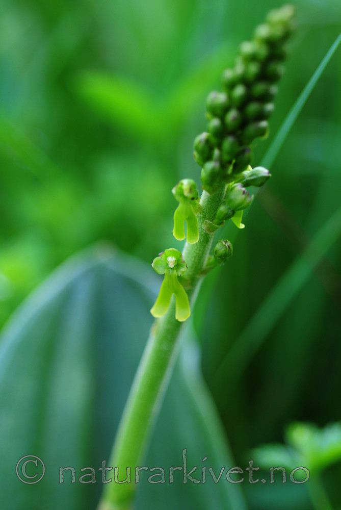 SIR_5541 / Listera ovata / Stortveblad