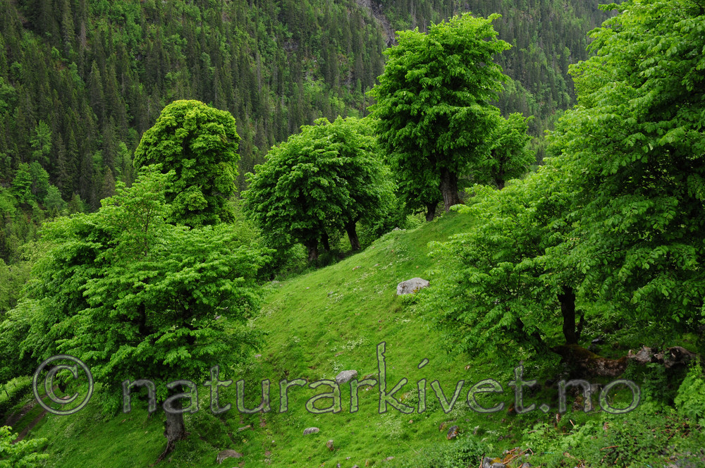 SIR_5550 / Ulmus glabra / Alm