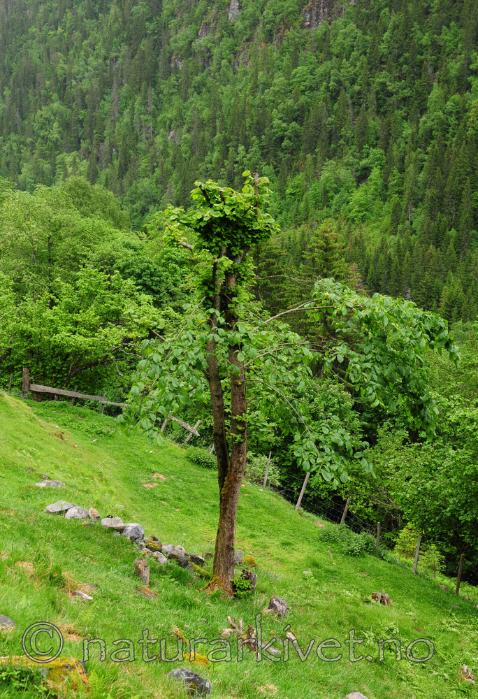 SIR_5556 / Ulmus glabra / Alm