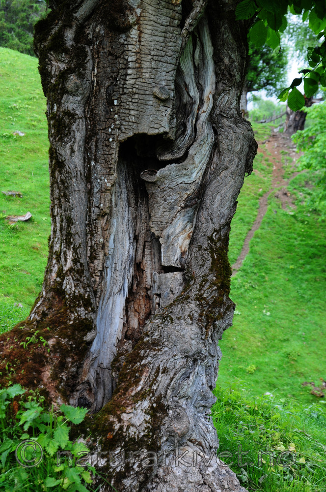 SIR_5587 / Ulmus glabra / Alm