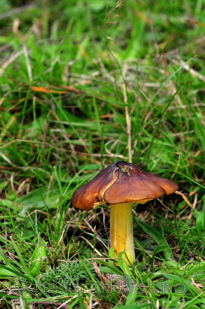 SIR_5608 / Hygrocybe spadicea / Sitronskivevokssopp