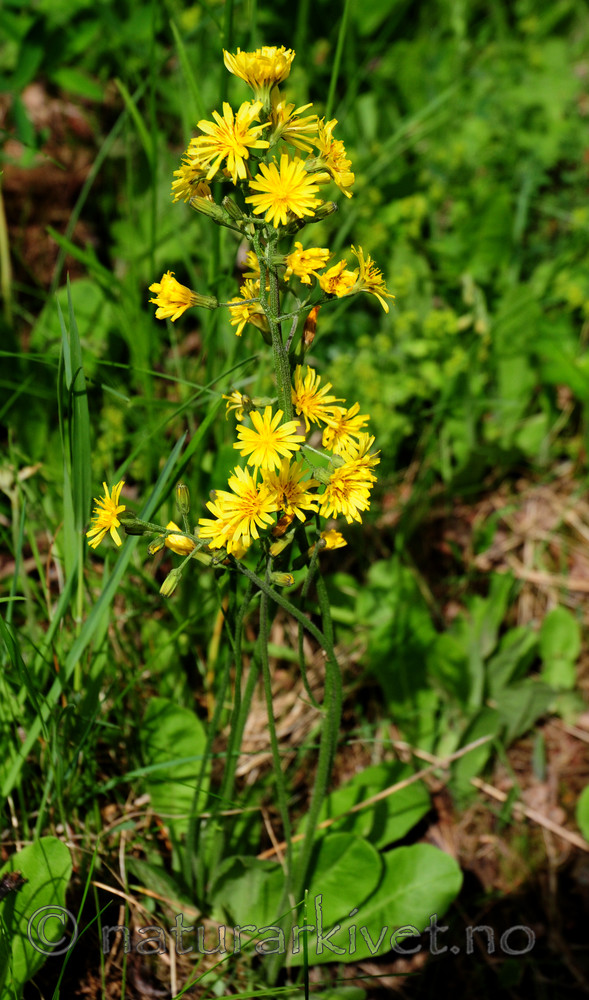 SIR_5613 / Crepis praemorsa / Enghaukeskjegg