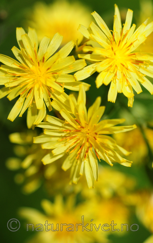 SIR_5631 / Crepis praemorsa / Enghaukeskjegg