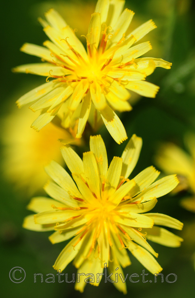 SIR_5634 / Crepis praemorsa / Enghaukeskjegg