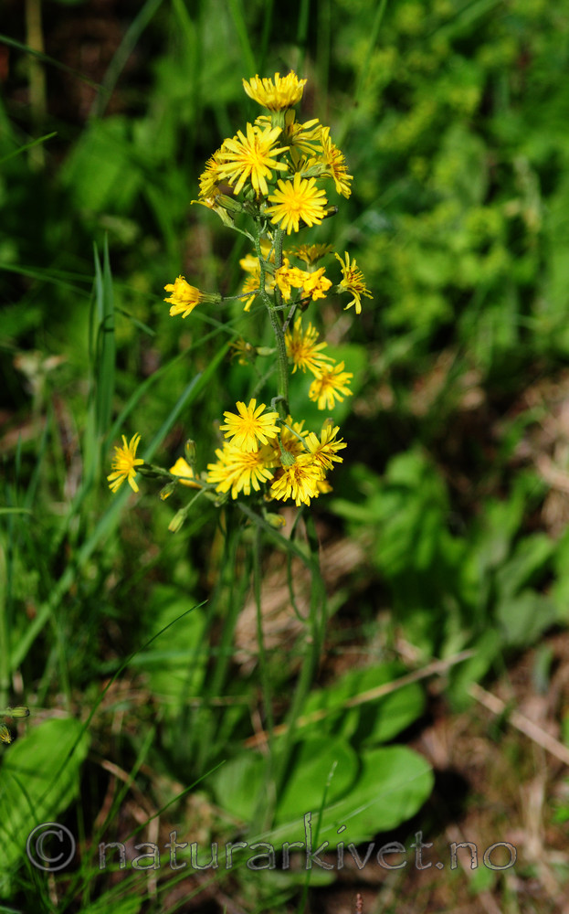 SIR_5638 / Crepis praemorsa / Enghaukeskjegg