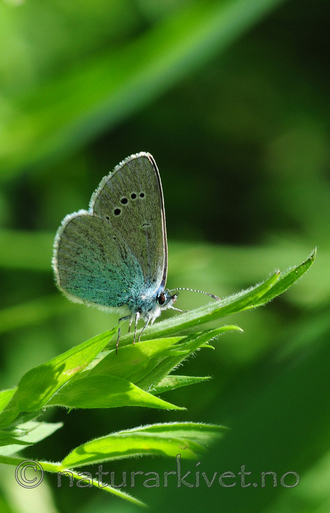 SIR_5717 / Glaucopsyche alexis / Kløverblåvinge
