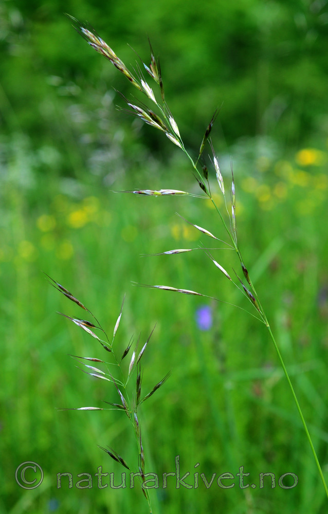 SIR_5768 / Avenula pubescens / Dunhavre