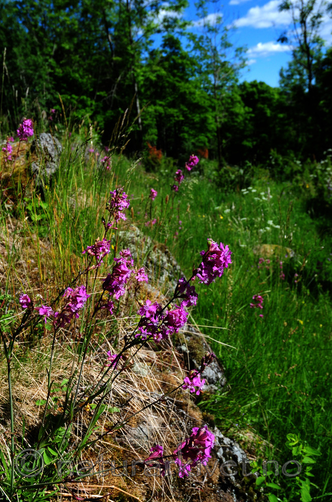 SIR_5777 / Viscaria vulgaris / Engtjæreblom