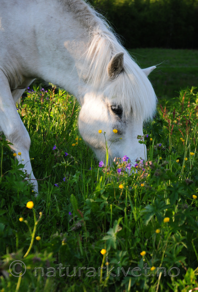 SIR_5821 / Equus caballus / Hest