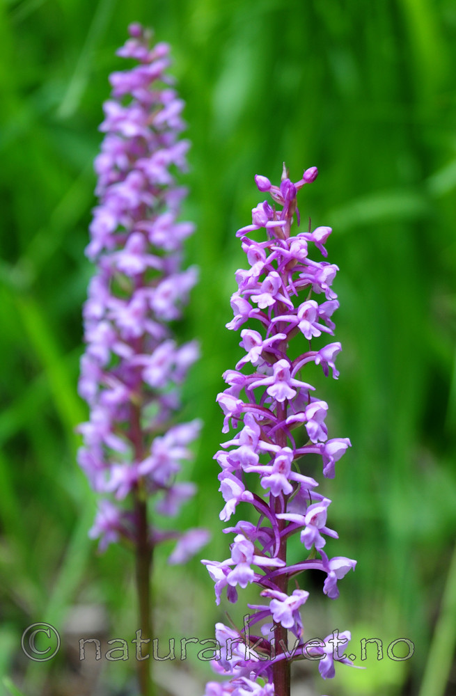 SIR_5832 / Gymnadenia conopsea / Brudespore