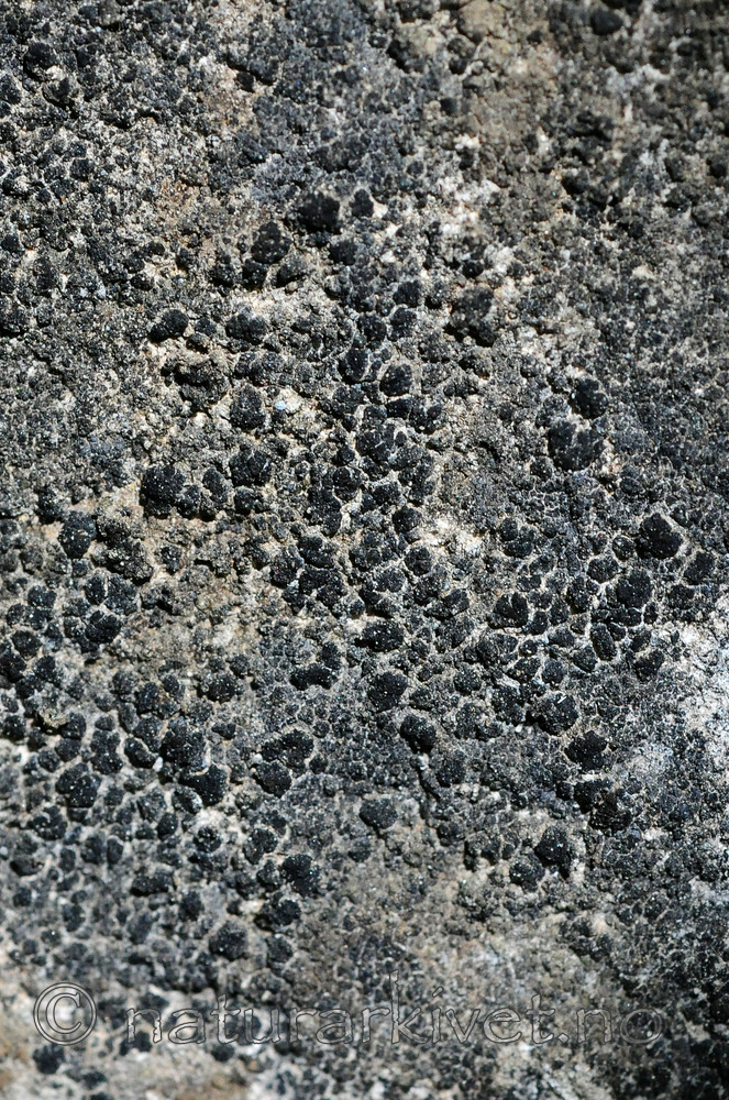 SIR_5892 / Anema nummularium