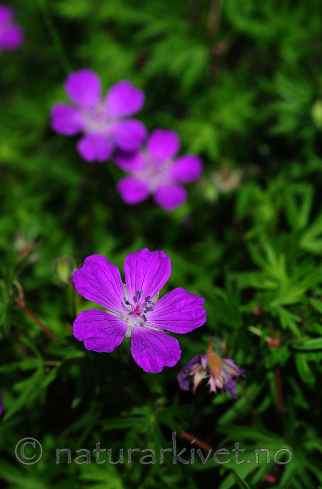 SIR_5908 / Geranium sanguineum / Blodstorkenebb