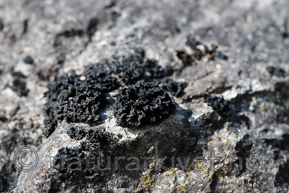 SIR_5914 / Thyrea confusa