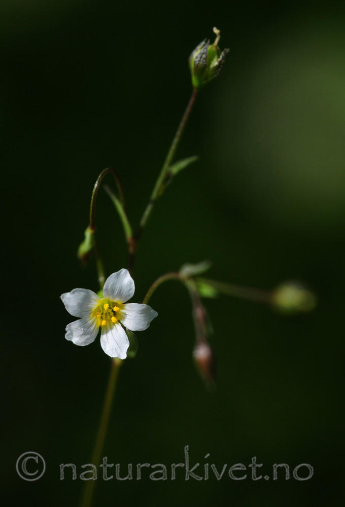 SIR_5933 / Linum catharticum / Vill-lin