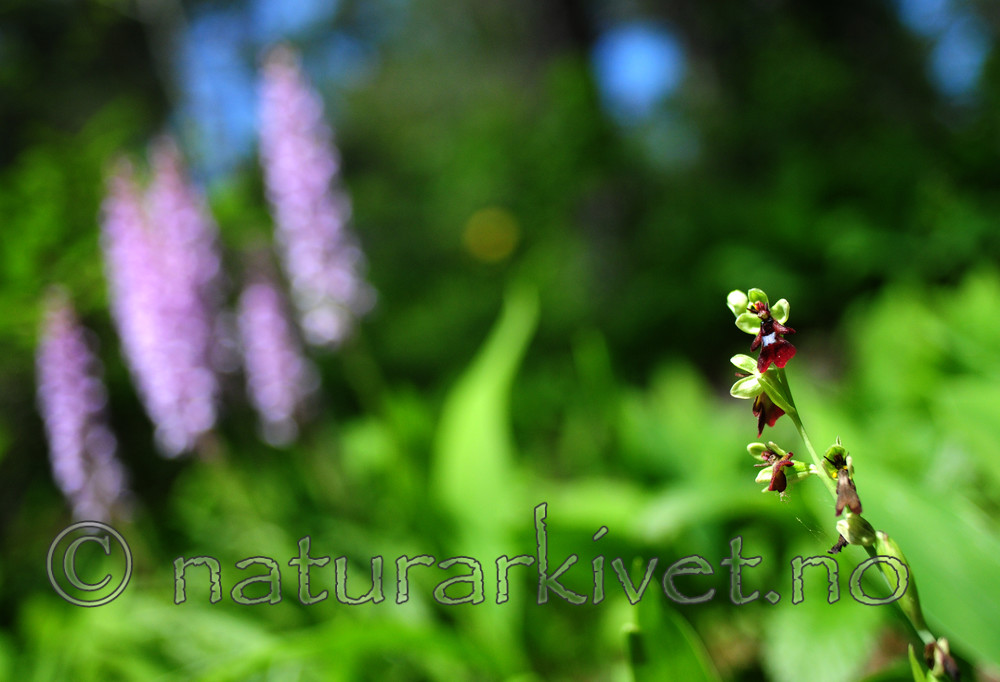 SIR_6002 / Ophrys insectifera / Flueblom