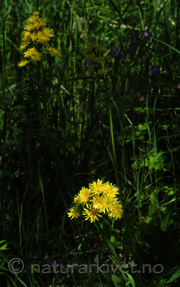 SIR_6019 / Crepis praemorsa / Enghaukeskjegg