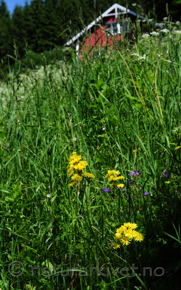 SIR_6023 / Crepis praemorsa / Enghaukeskjegg
