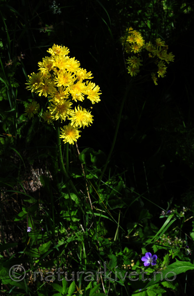 SIR_6030 / Crepis praemorsa / Enghaukeskjegg