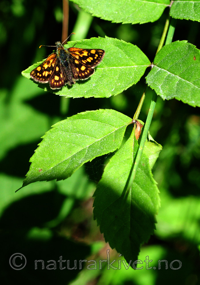 SIR_6062 / Carterocephalus palaemon / Gulflekksmyger