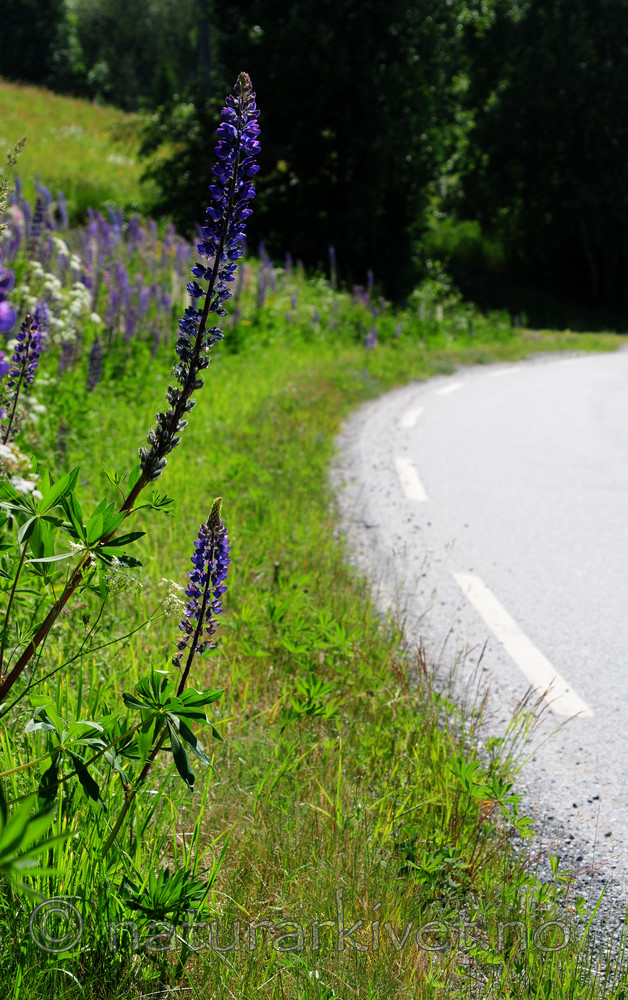 SIR_6076 / Lupinus polyphyllus / Hagelupin