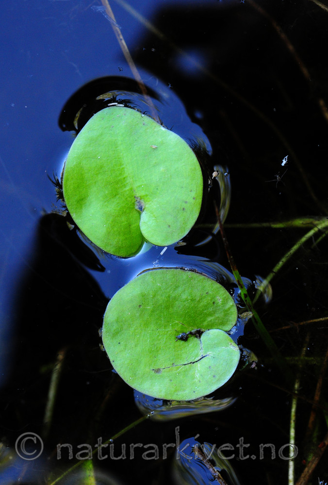 SIR_6122 / Hydrocharis morsus-ranae / Froskebitt