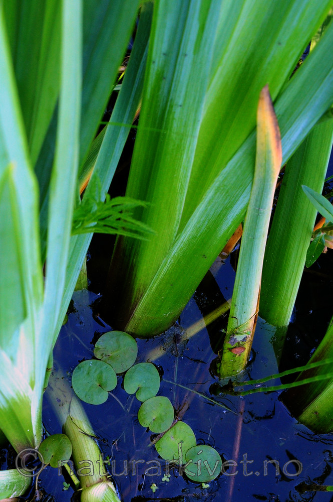 SIR_6157 / Hydrocharis morsus-ranae / Froskebitt