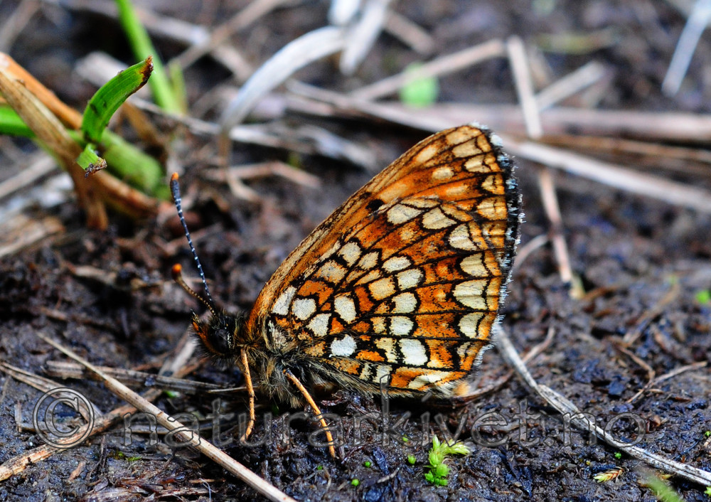 SIR_6174 / Melitaea diamina / Mørk rutevinge