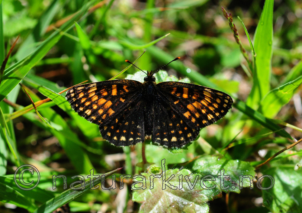SIR_6185 / Melitaea diamina / Mørk rutevinge