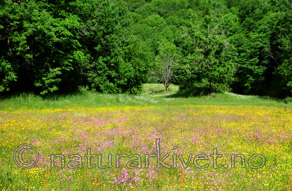 SIR_6213 / Lychnis flos-cuculi / Hanekam