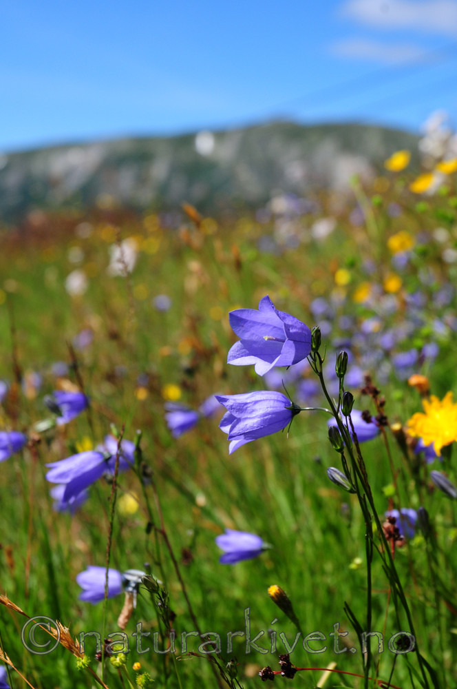 SIR_6482 / Campanula rotundifolia / Blåklokke