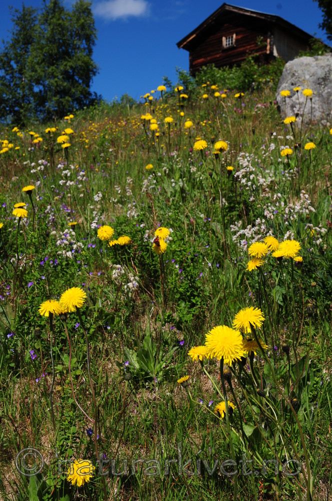 SIR_6497 / Hypochaeris maculata / Flekkgrisøre