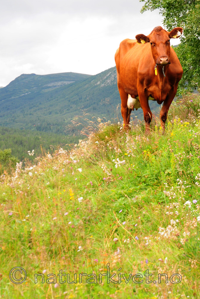 SIR_6709 / Bos taurus / Storfe