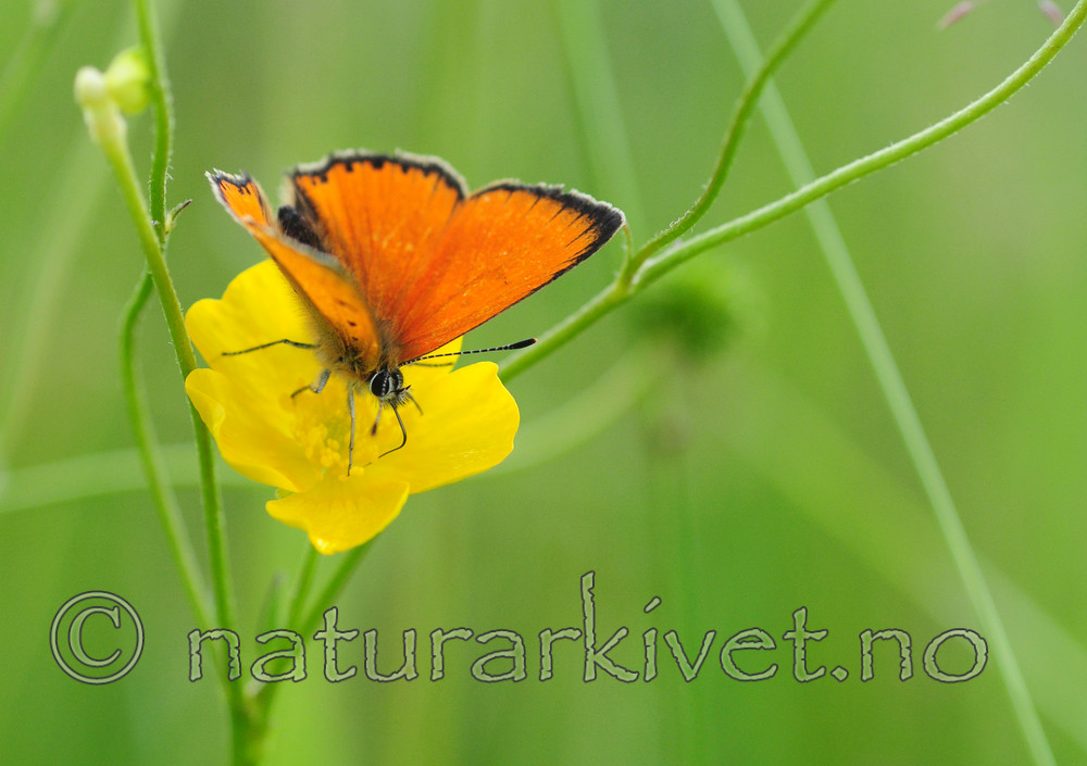 SIR_6743 / Lycaena virgaureae / Oransjegullvinge