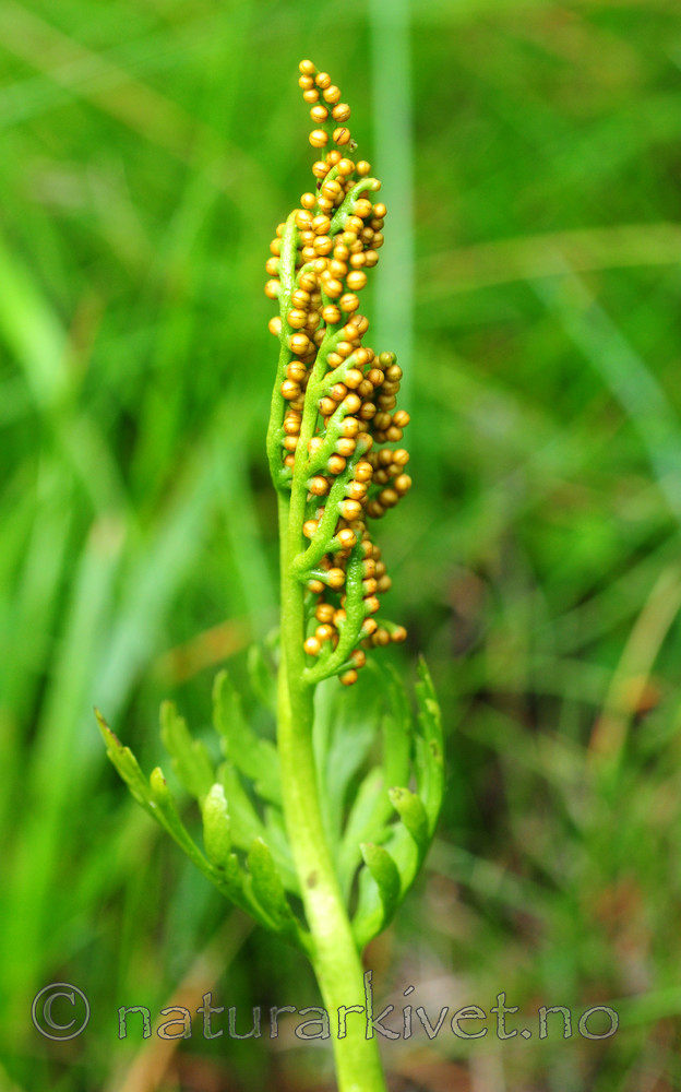 SIR_6747 / Botrychium lanceolatum / Handmarinøkkel