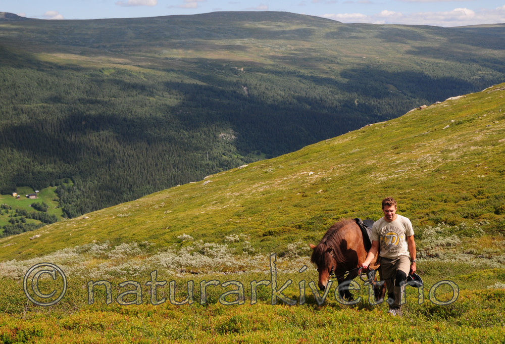 SIR_6801 / Equus caballus / Hest