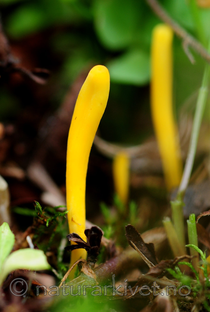 SIR_6850 / Clavulinopsis laeticolor / Rødgul småkøllesopp