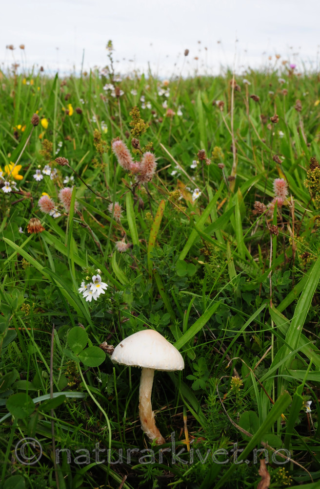 SIR_7029 / Lepiota oreadiformis / Blek parasollsopp