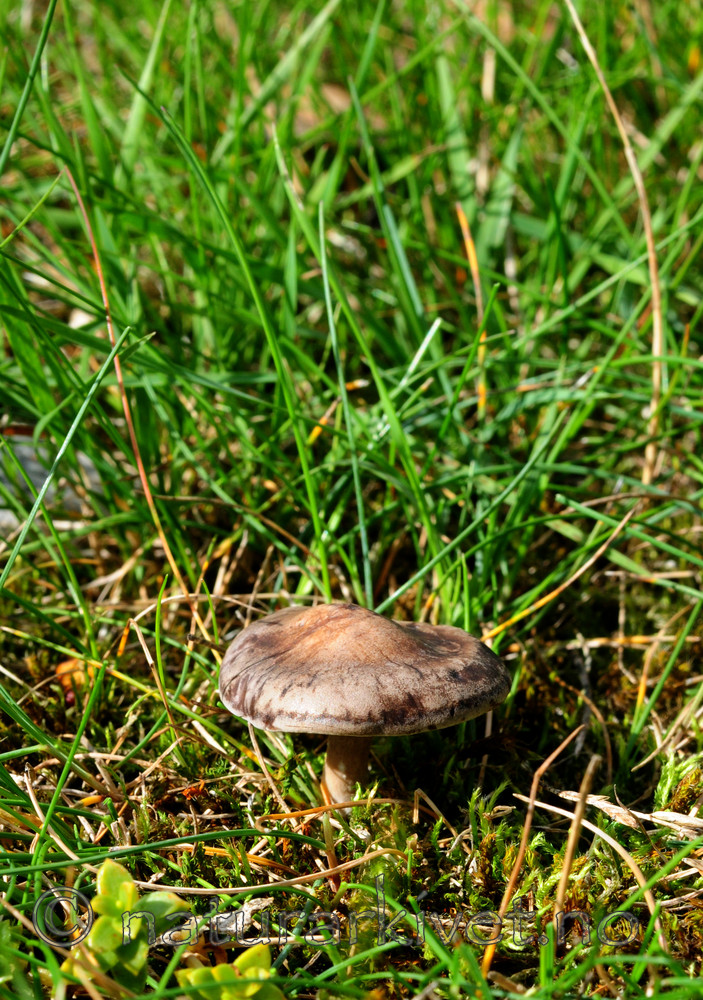 SIR_7094 / Rhodocybe popinalis / Beltevæpnerhatt